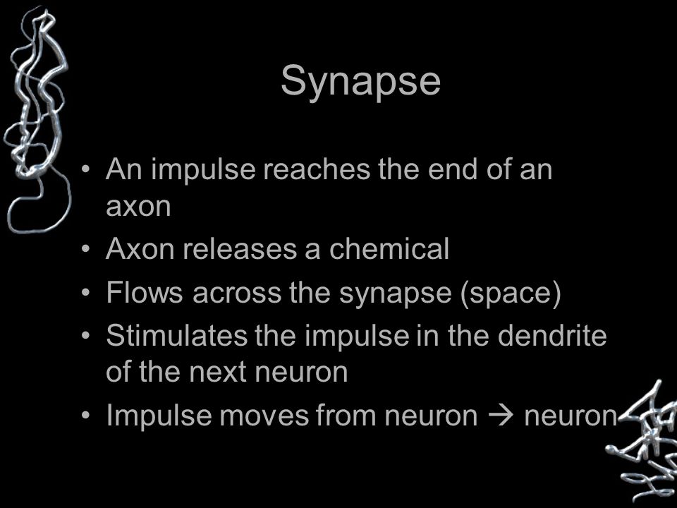 Synapse An impulse reaches the end of an axon Axon releases a chemical Flows across the synapse (space) Stimulates the impulse in the dendrite of the next neuron Impulse moves from neuron  neuron