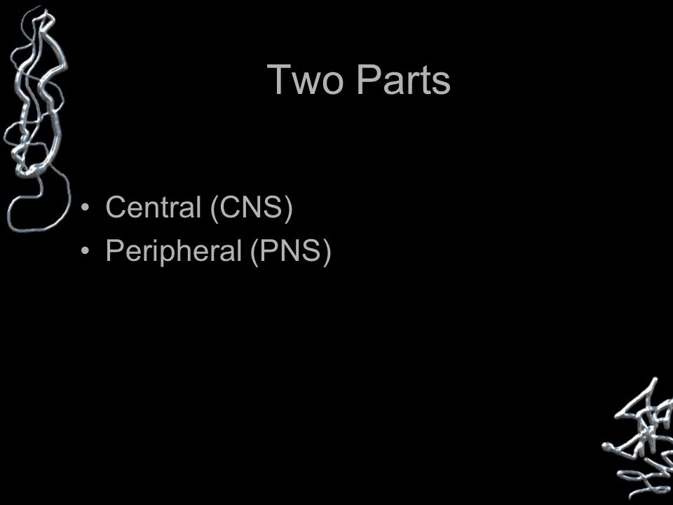 Two Parts Central (CNS) Peripheral (PNS)
