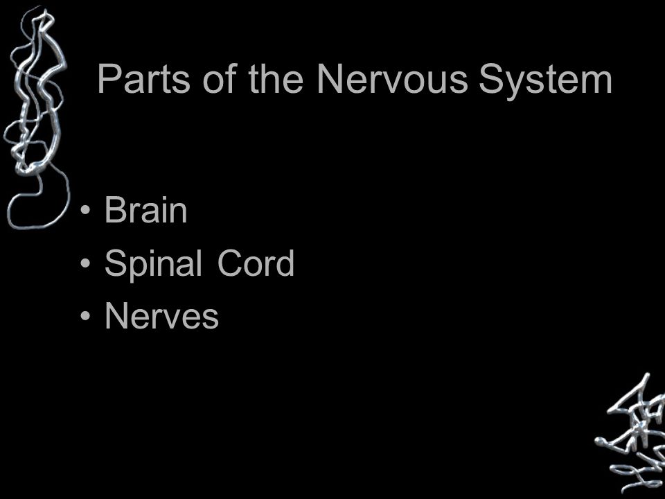Parts of the Nervous System Brain Spinal Cord Nerves