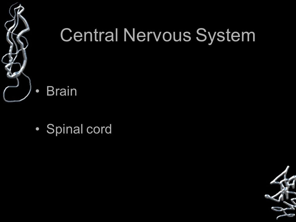 Central Nervous System Brain Spinal cord