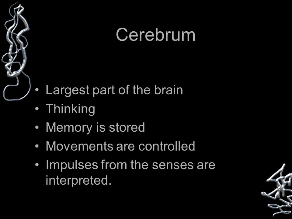 Cerebrum Largest part of the brain Thinking Memory is stored Movements are controlled Impulses from the senses are interpreted.