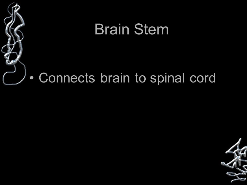 Brain Stem Connects brain to spinal cord