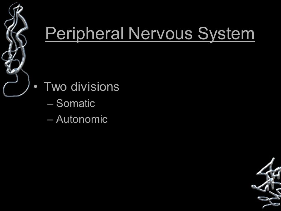 Peripheral Nervous System Two divisions –Somatic –Autonomic