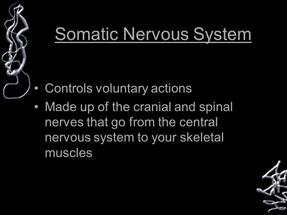 Somatic Nervous System Controls voluntary actions Made up of the cranial and spinal nerves that go from the central nervous system to your skeletal muscles
