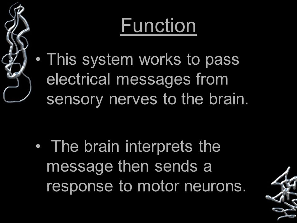 Function This system works to pass electrical messages from sensory nerves to the brain.