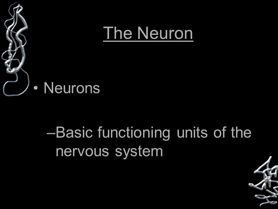 The Neuron Neurons –Basic functioning units of the nervous system