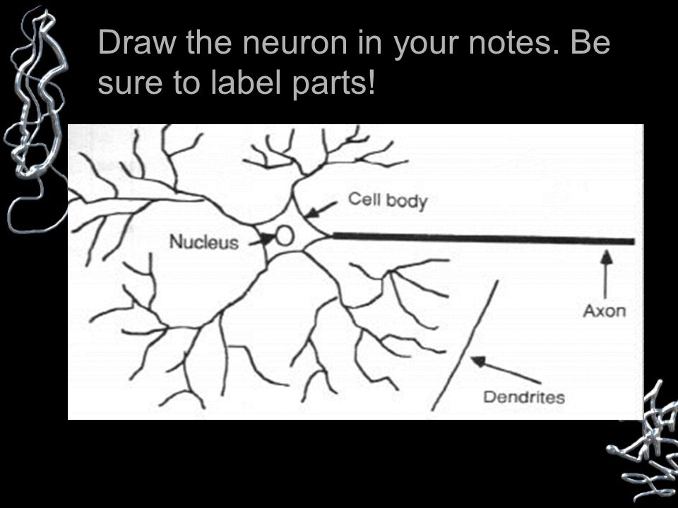 Any message carried by a neuron is called an impulse Draw the neuron in your notes.