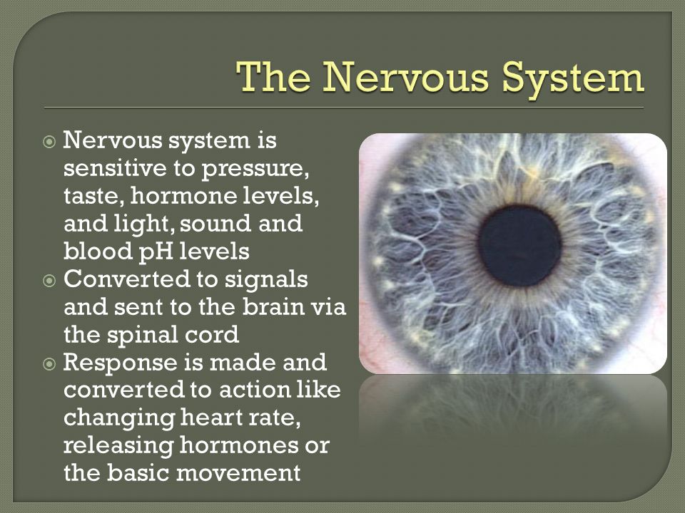  Nervous system is sensitive to pressure, taste, hormone levels, and light, sound and blood pH levels  Converted to signals and sent to the brain via the spinal cord  Response is made and converted to action like changing heart rate, releasing hormones or the basic movement