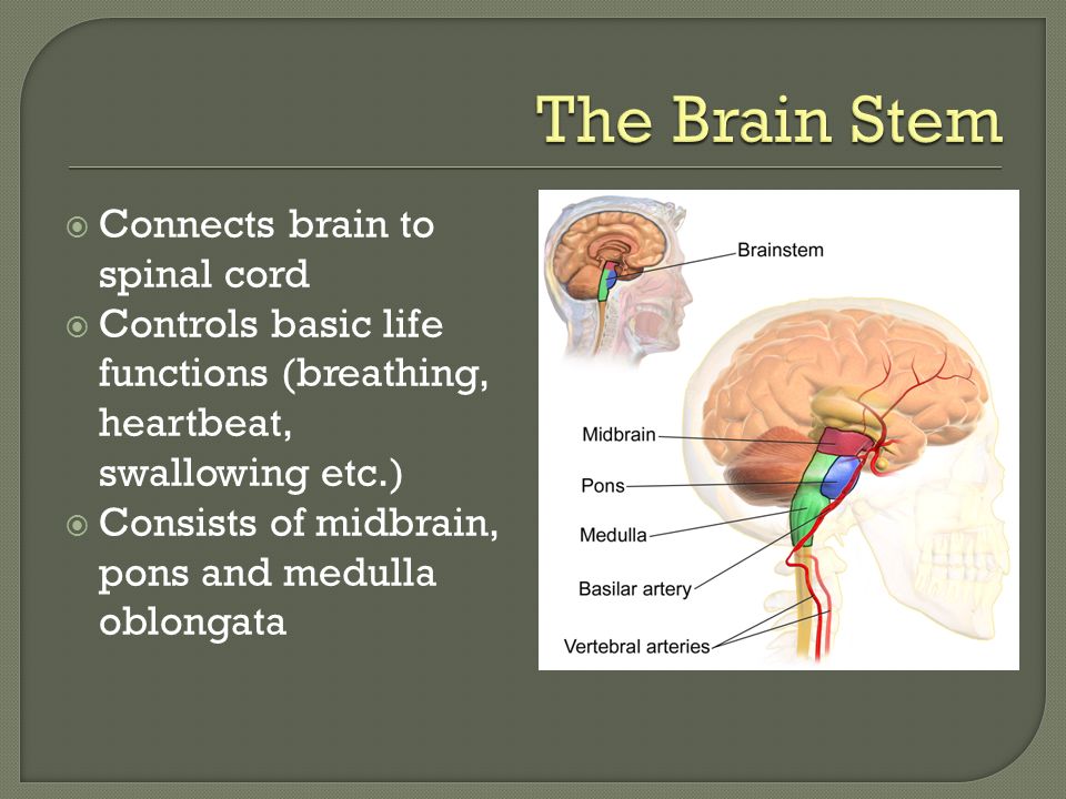  Connects brain to spinal cord  Controls basic life functions (breathing, heartbeat, swallowing etc.)  Consists of midbrain, pons and medulla oblongata