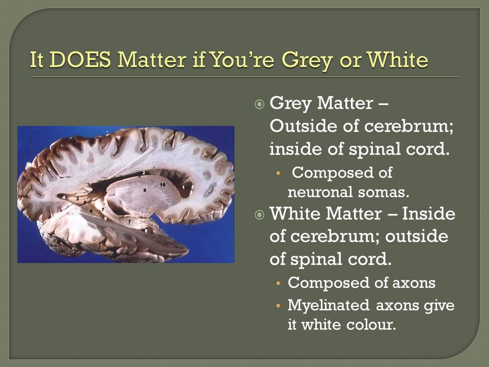  Grey Matter – Outside of cerebrum; inside of spinal cord.