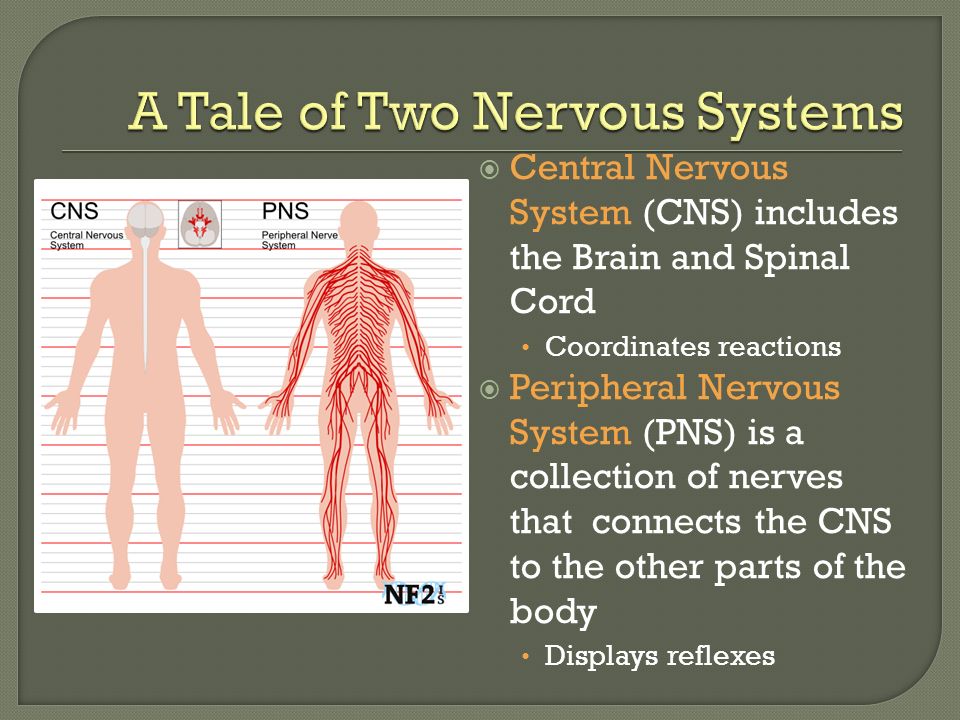  Central Nervous System (CNS) includes the Brain and Spinal Cord Coordinates reactions  Peripheral Nervous System (PNS) is a collection of nerves that connects the CNS to the other parts of the body Displays reflexes