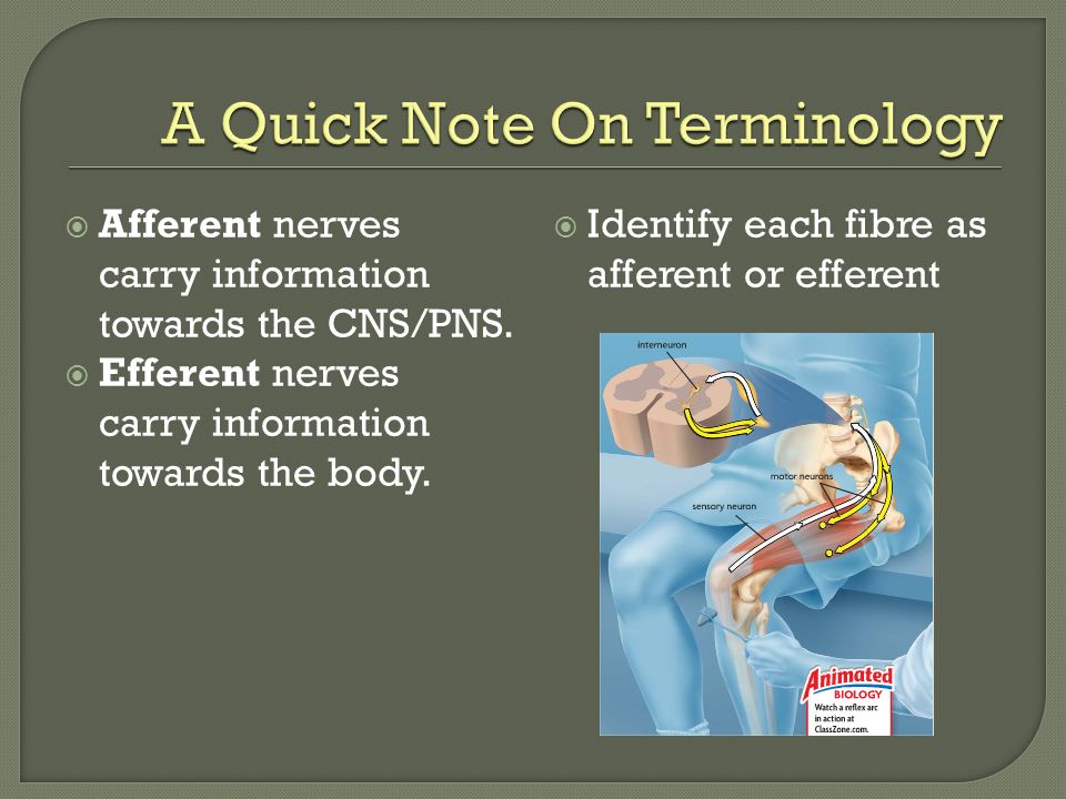  Afferent nerves carry information towards the CNS/PNS.