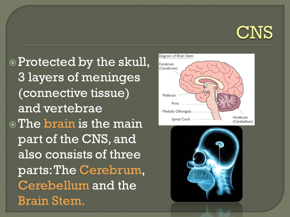  Protected by the skull, 3 layers of meninges (connective tissue) and vertebrae  The brain is the main part of the CNS, and also consists of three parts: The Cerebrum, Cerebellum and the Brain Stem.