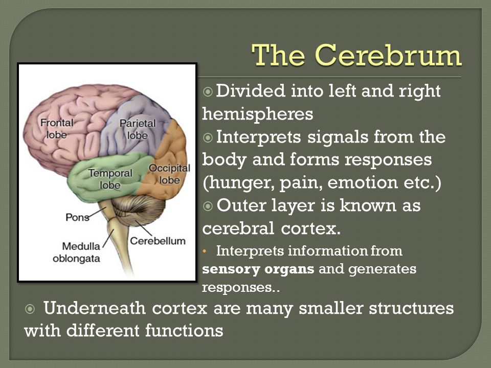  Divided into left and right hemispheres  Interprets signals from the body and forms responses (hunger, pain, emotion etc.)  Outer layer is known as cerebral cortex.