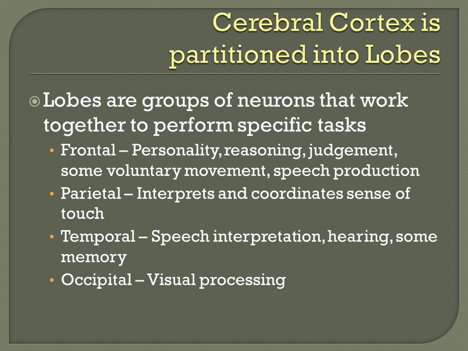  Lobes are groups of neurons that work together to perform specific tasks Frontal – Personality, reasoning, judgement, some voluntary movement, speech production Parietal – Interprets and coordinates sense of touch Temporal – Speech interpretation, hearing, some memory Occipital – Visual processing