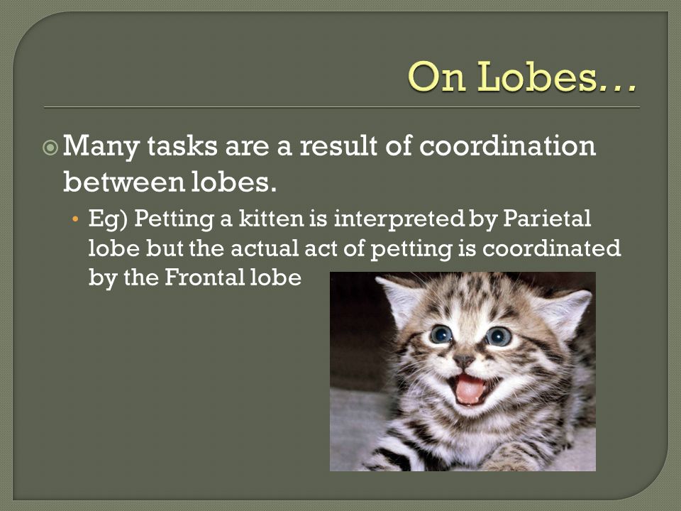  Many tasks are a result of coordination between lobes.