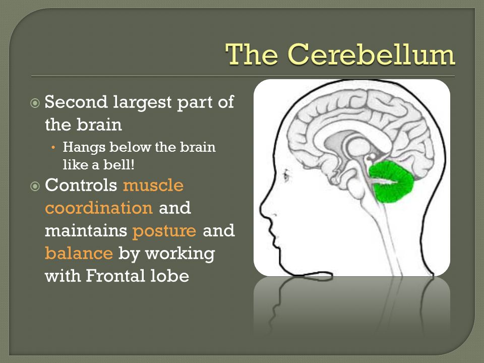  Second largest part of the brain Hangs below the brain like a bell.