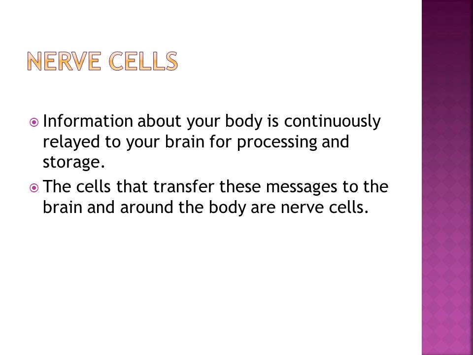  Information about your body is continuously relayed to your brain for processing and storage.