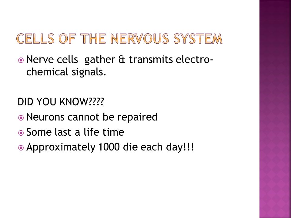  Nerve cells gather & transmits electro- chemical signals.