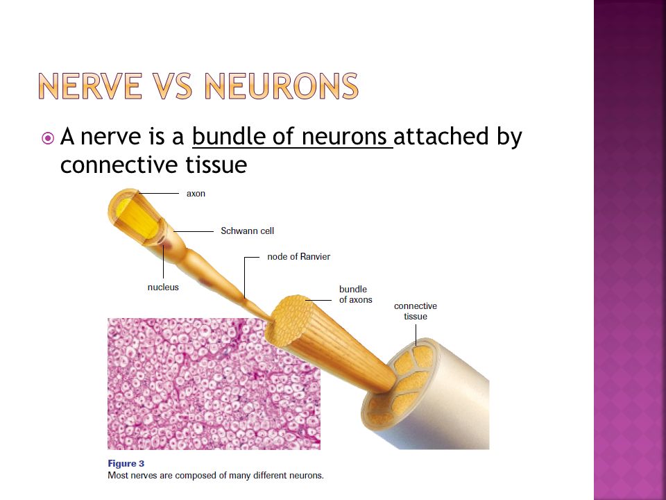  A nerve is a bundle of neurons attached by connective tissue