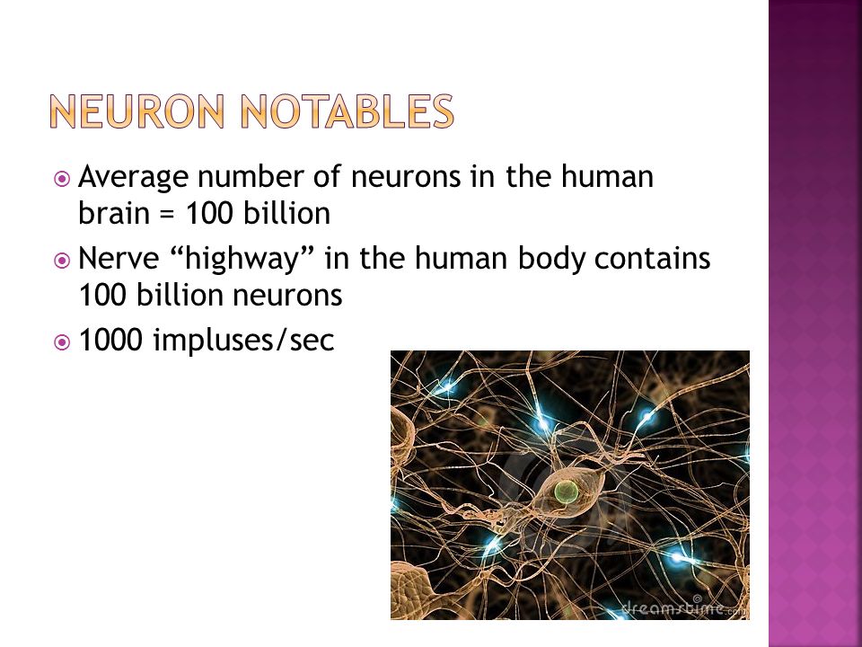  Average number of neurons in the human brain = 100 billion  Nerve highway in the human body contains 100 billion neurons  1000 impluses/sec