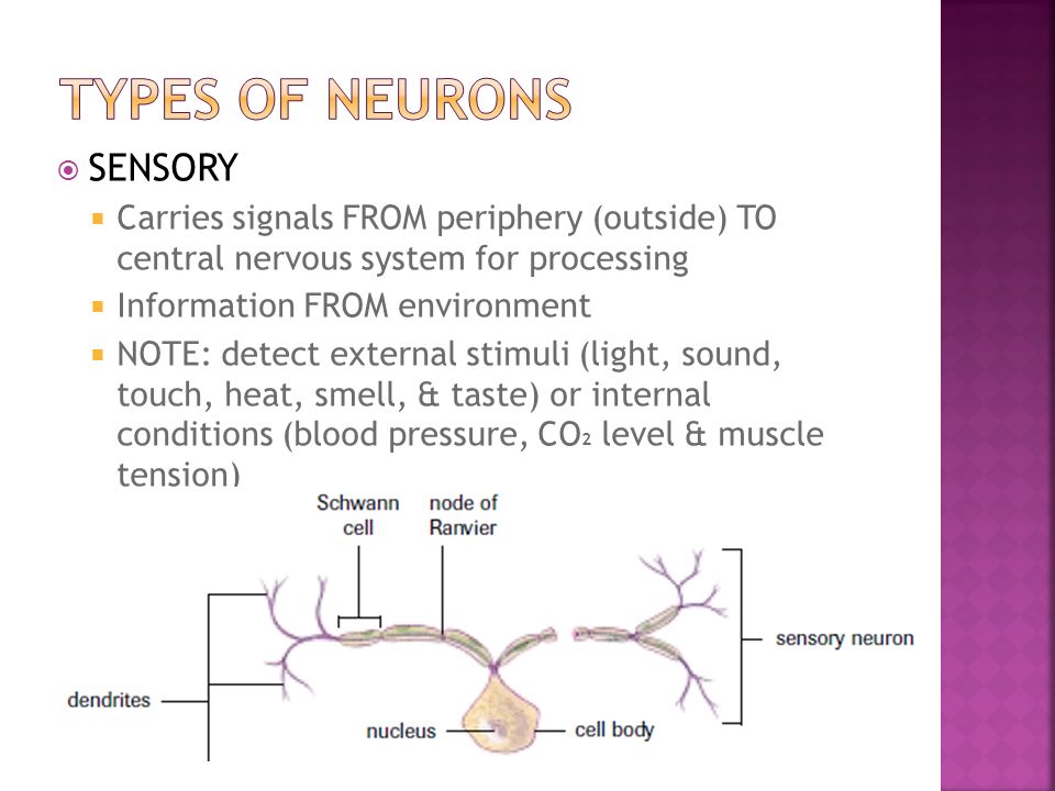  SENSORY  Carries signals FROM periphery (outside) TO central nervous system for processing  Information FROM environment  NOTE: detect external stimuli (light, sound, touch, heat, smell, & taste) or internal conditions (blood pressure, CO 2 level & muscle tension)