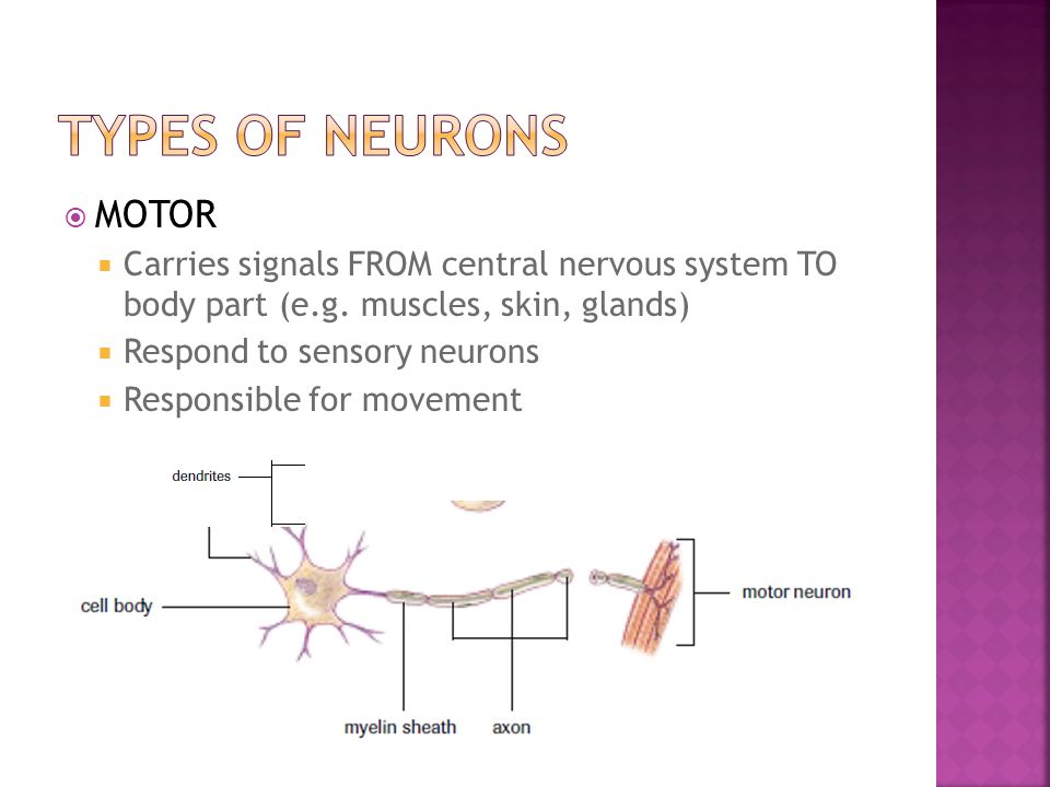  MOTOR  Carries signals FROM central nervous system TO body part (e.g.