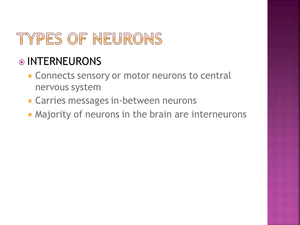  INTERNEURONS  Connects sensory or motor neurons to central nervous system  Carries messages in-between neurons  Majority of neurons in the brain are interneurons