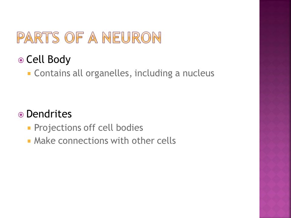  Cell Body  Contains all organelles, including a nucleus  Dendrites  Projections off cell bodies  Make connections with other cells