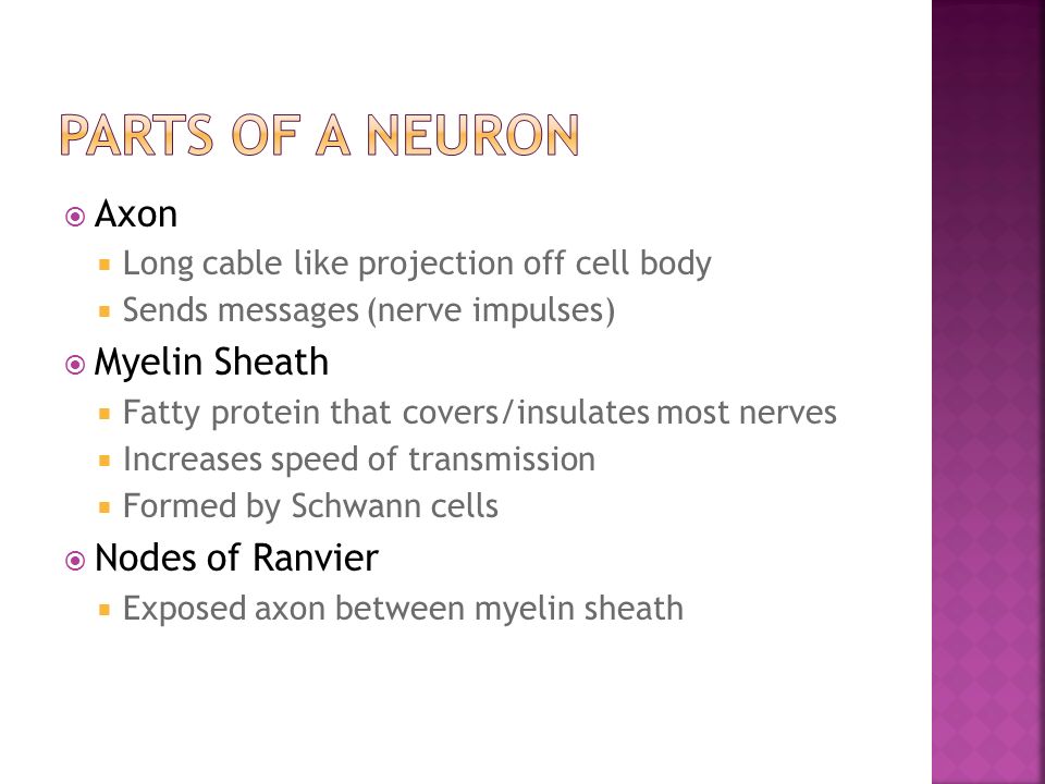  Axon  Long cable like projection off cell body  Sends messages (nerve impulses)  Myelin Sheath  Fatty protein that covers/insulates most nerves  Increases speed of transmission  Formed by Schwann cells  Nodes of Ranvier  Exposed axon between myelin sheath