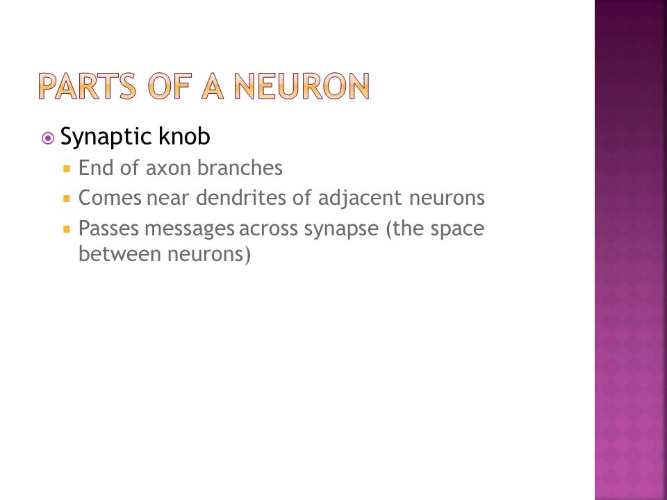 Synaptic knob  End of axon branches  Comes near dendrites of adjacent neurons  Passes messages across synapse (the space between neurons)