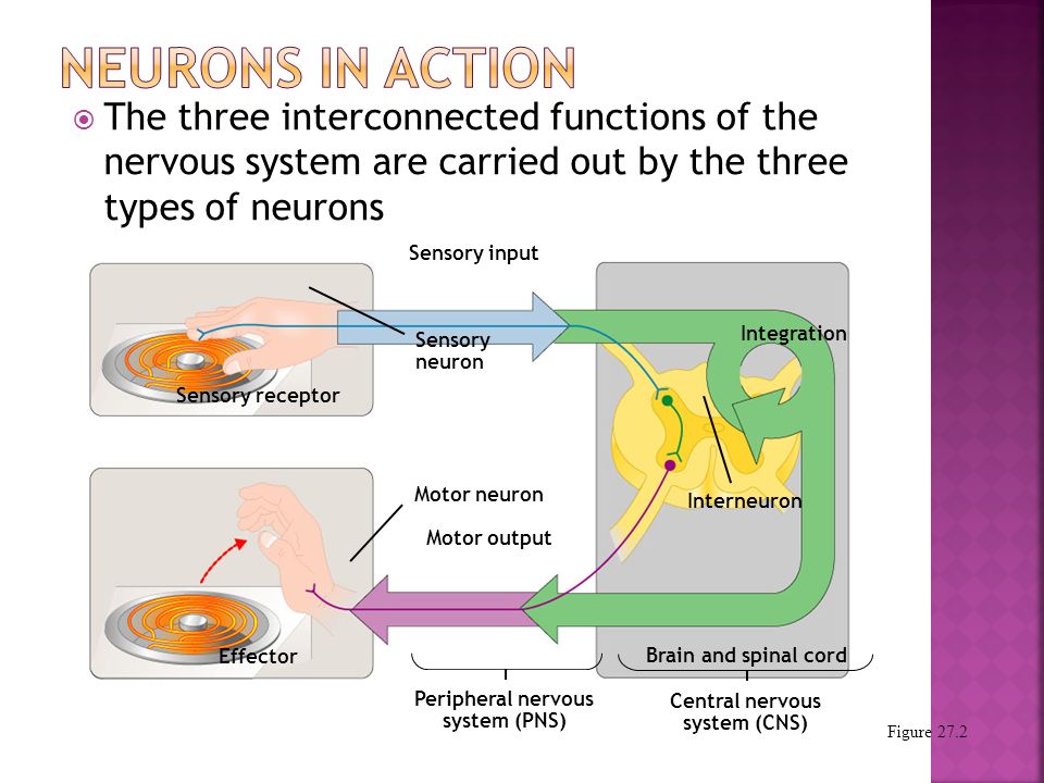  The three interconnected functions of the nervous system are carried out by the three types of neurons Sensory input Sensory receptor Sensory neuron Integration Interneuron Brain and spinal cord Central nervous system (CNS) Motor neuron Motor output Peripheral nervous system (PNS) Effector Figure 27.2