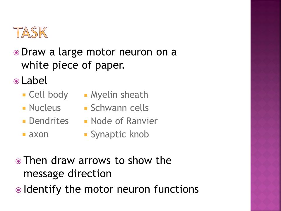  Draw a large motor neuron on a white piece of paper.