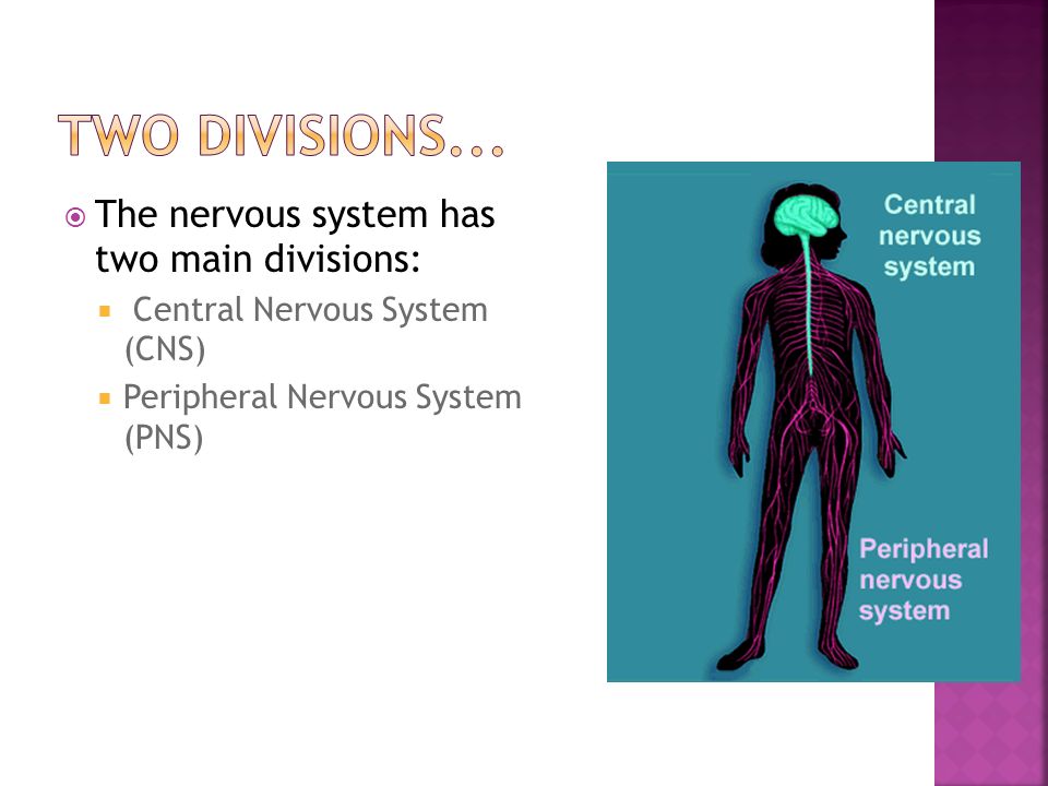  The nervous system has two main divisions:  Central Nervous System (CNS)  Peripheral Nervous System (PNS)