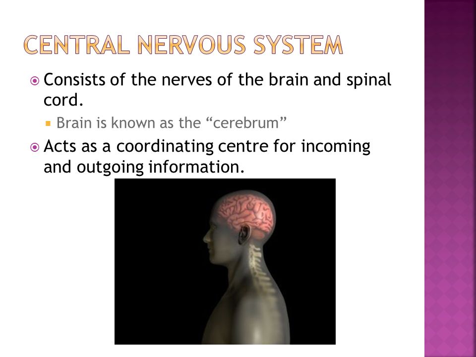  Consists of the nerves of the brain and spinal cord.