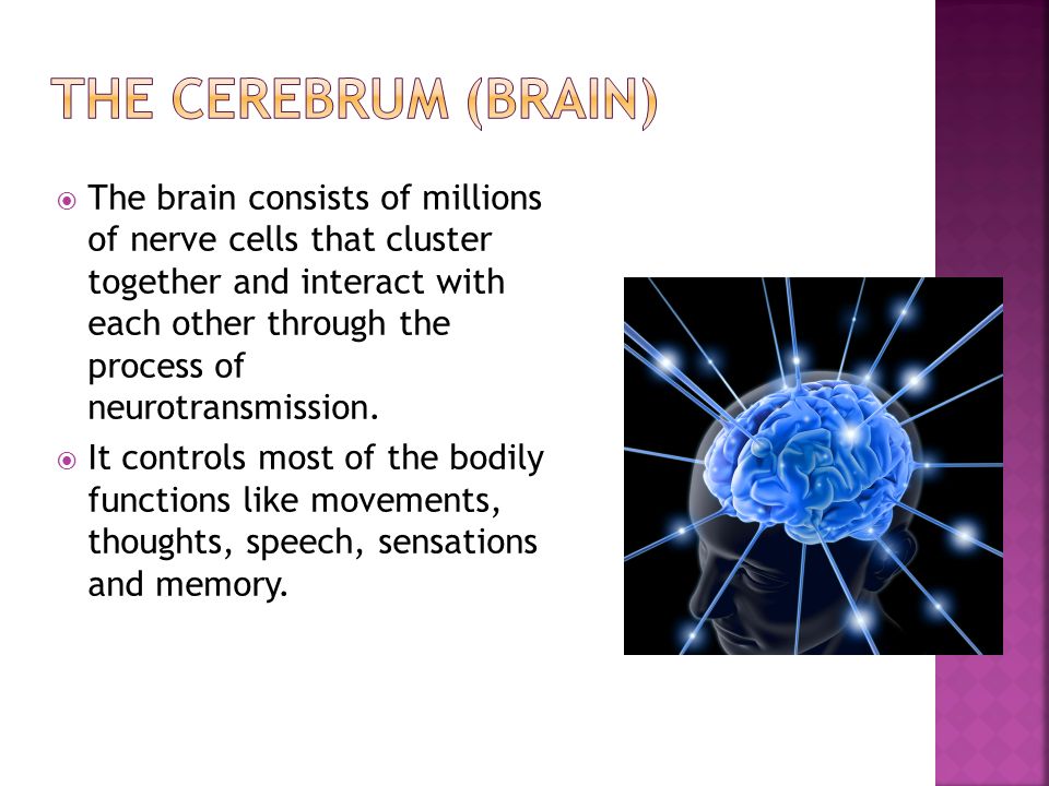  The brain consists of millions of nerve cells that cluster together and interact with each other through the process of neurotransmission.
