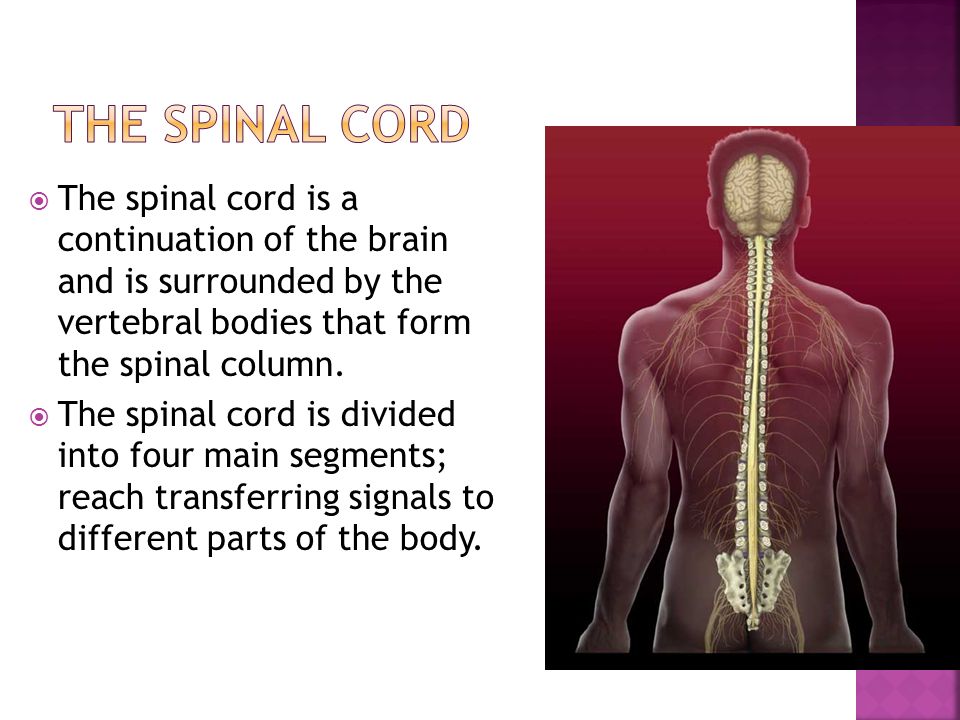  The spinal cord is a continuation of the brain and is surrounded by the vertebral bodies that form the spinal column.