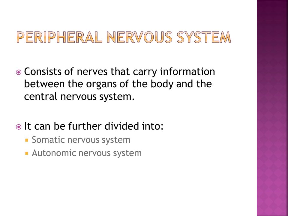  Consists of nerves that carry information between the organs of the body and the central nervous system.