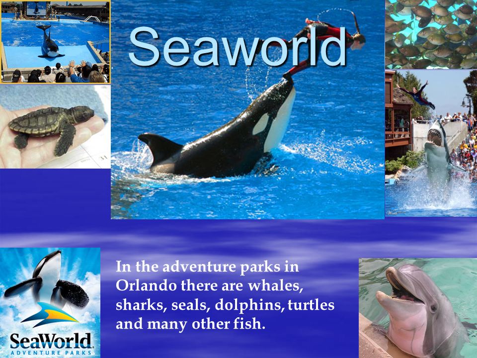 Seaworld In the adventure parks in Orlando there are whales, sharks, seals, dolphins, turtles and many other fish.