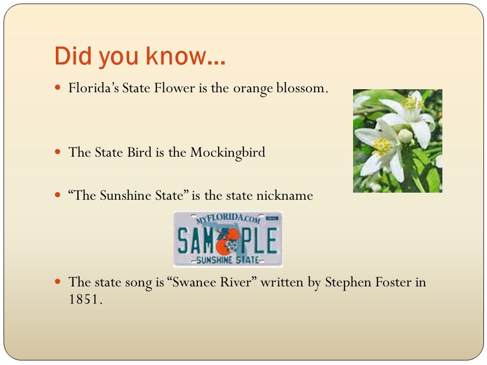 Did you know… Florida’s State Flower is the orange blossom.