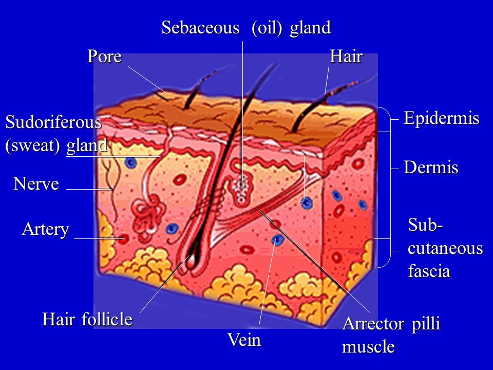 Worksheets Skin Diagram To Label the integumentary system skin hair nails diagram draw and sebaceous oil gland hairpore sudoriferous sweat nerve artery follicle vein