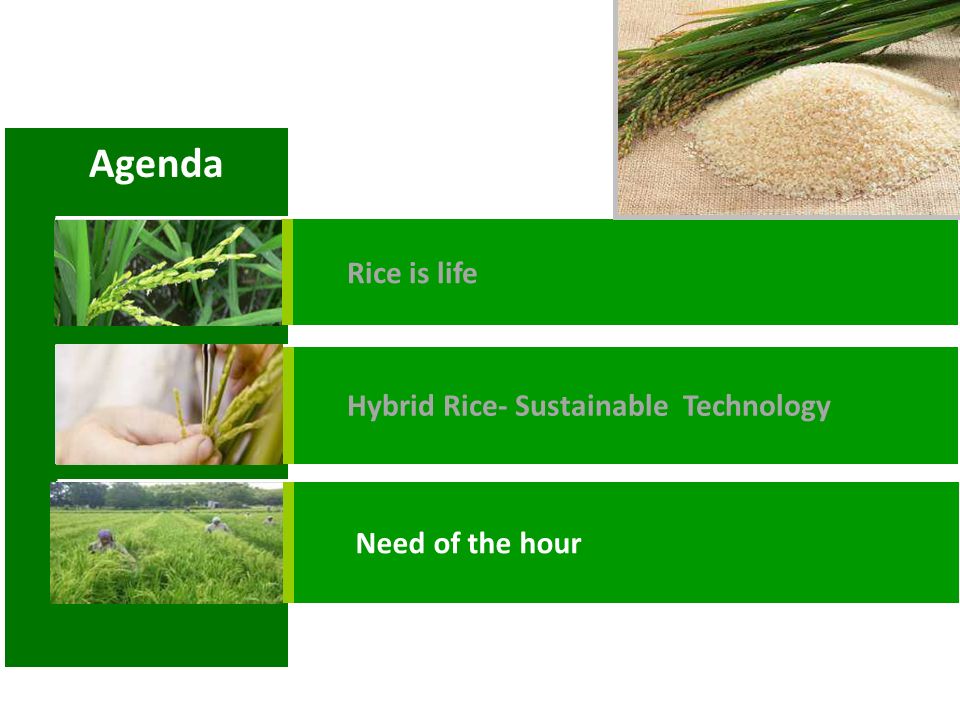 Rice is life Hybrid Rice- Sustainable Technology Need of the hour Agenda