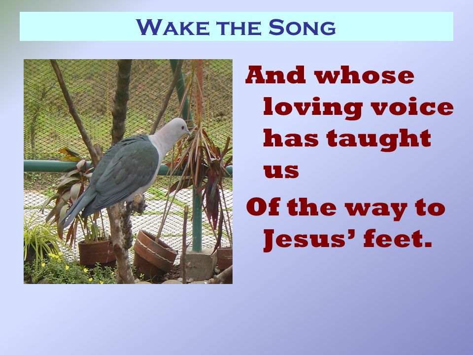 Wake the Song And whose loving voice has taught us Of the way to Jesus’ feet.
