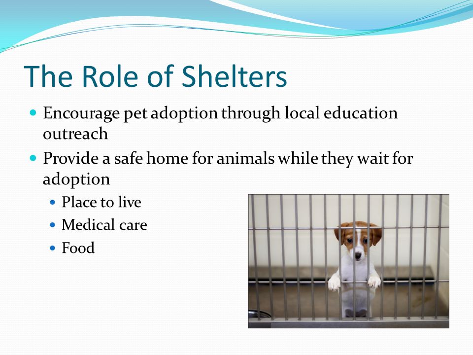The Role of Shelters Encourage pet adoption through local education outreach Provide a safe home for animals while they wait for adoption Place to live Medical care Food