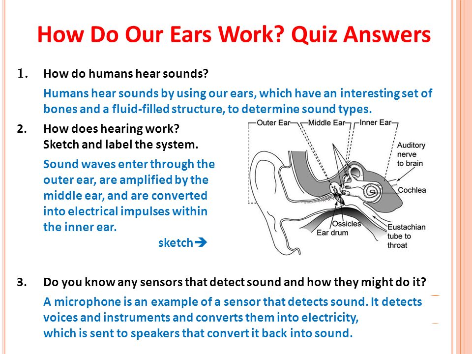 Worksheets The Ear Hearing And Balance Worksheet Answers the marvelous ear how do our ears work quiz 1 humans answers hear sounds