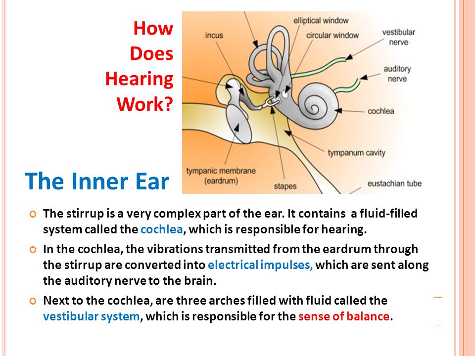 Worksheets The Ear Hearing And Balance Worksheet Answers the ear hearing and balance worksheet narrativamente anatomy answers intrepidpath