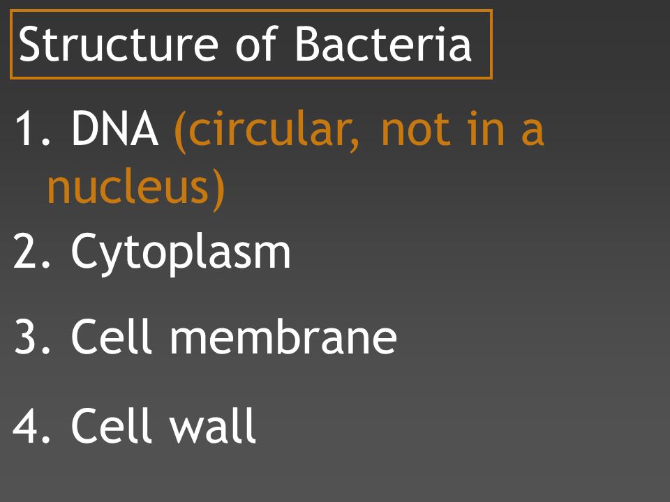 Structure of Bacteria 1. DNA (circular, not in a nucleus) 2.