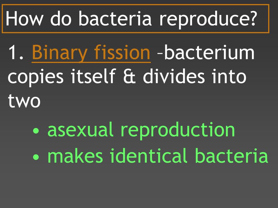 How do bacteria reproduce. 1.