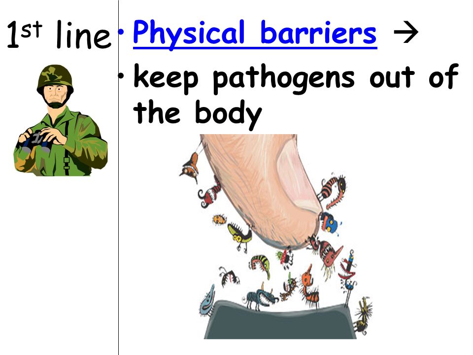 1 st line Physical barriers  keep pathogens out of the body