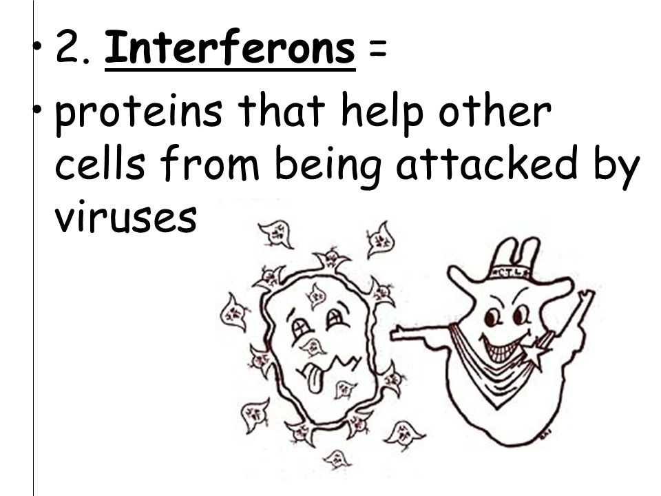 2. Interferons = proteins that help other cells from being attacked by viruses